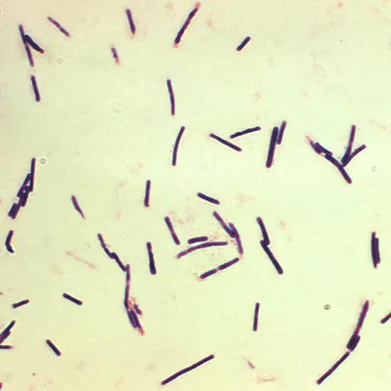 Understanding The Dangers and Prevention Of Clostridium Species Infection